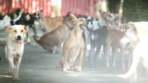 Goa stray dog task force rehabilitation”