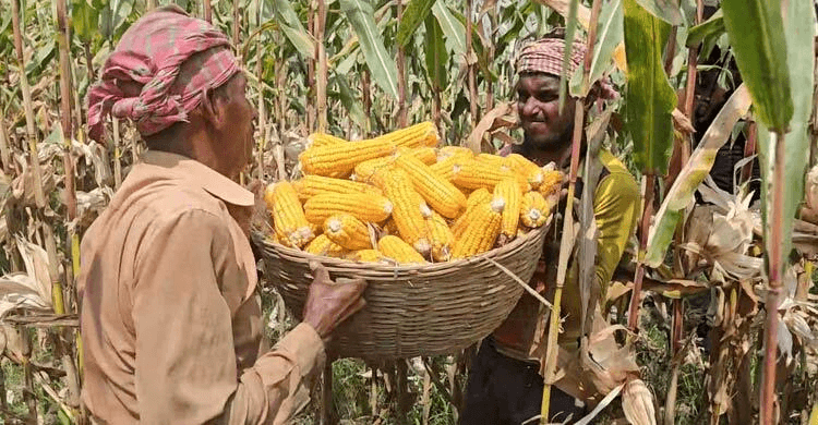  ভারতীয় কৃষক ভুট্টা চাষ করছেন